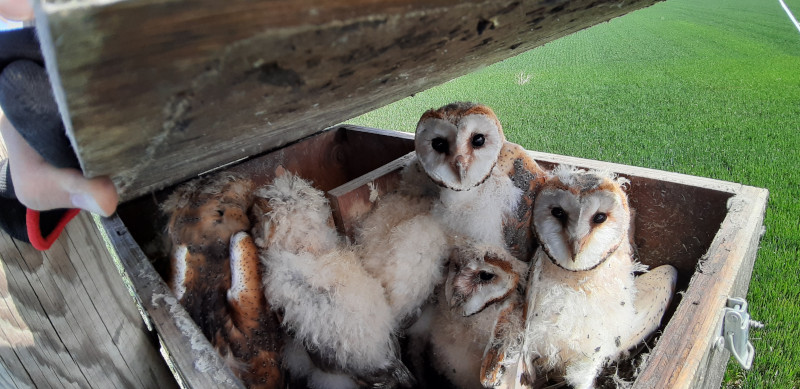 Pollos de lechuza común nacidos en una de las cajas nido del proyecto. Foto: Miriam Báscones.