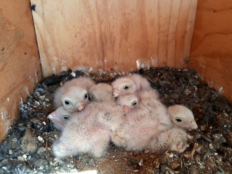 Pollos de cernícalo vulgar en una caja nido colocada en Autillo de Campos (Palencia).