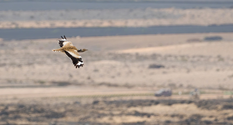 Hubara canaria en vuelo. Esta especie es muy vulnerable a la colisión en tendidos eléctricos. Foto: Yeray Seminario.