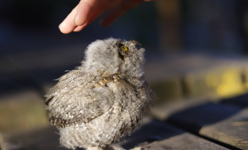 Pollo de autillo atendido por GREFA durante nuestra pasada campaña de animales huérfanos.