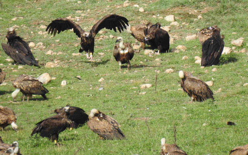 Buitres negros y buitres leonados en un punto de alimentación para aves carroñeras de Pirineos. Foto: PRBNC.