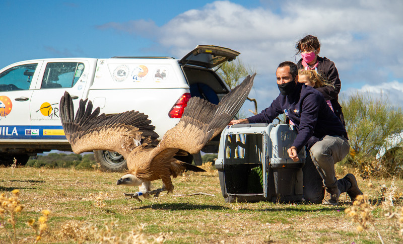 Momento de la suelta del primero de los tres buitres leonados liberados por GREFA durante el Día de las Aves.