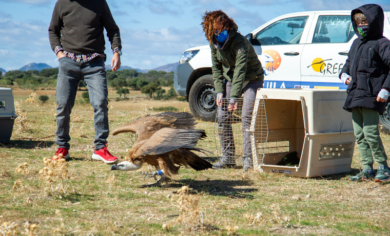 Liberación del segundo de los tres buitres leonados que hemos soltado en el Día de las Aves.