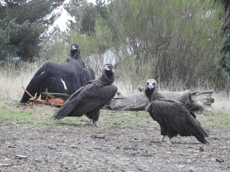 A la izquierda de la fotografía "Dobri" y "Deborah", liberados en 2020, junto a "Arpín" (a la derecha), al que se soltó en una temporada anterior.