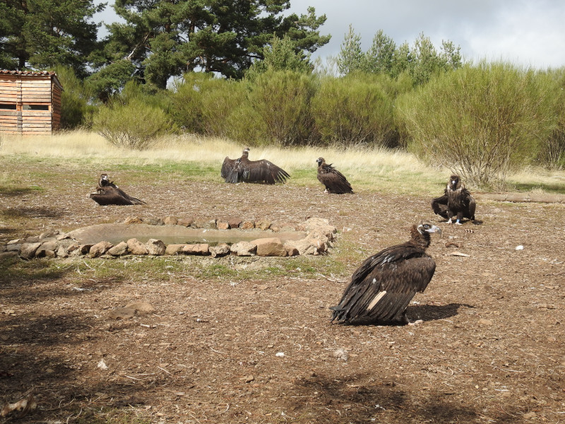 Grupo de buitres negros en el que ejemplares liberados en 2020 ("Deborah", "Deva" y "Dino") se mezclan con otros que ya vivían libres fijados a la zona de reintroducción de la especie en la Sierra de la Demanda.