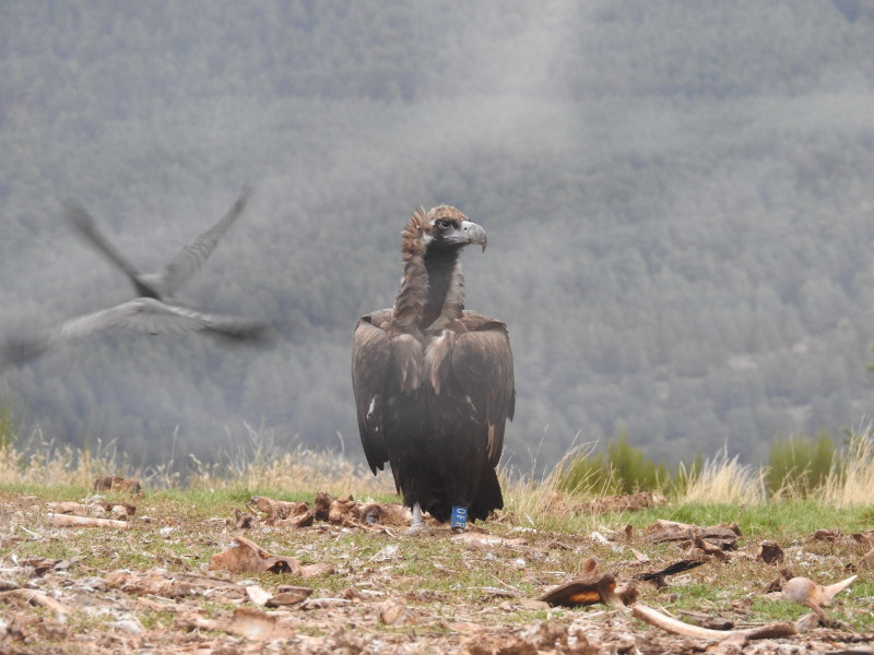 "Dulcinea" durante sus primeros momentos de libertad tras su suelta en la Sierra de la Demanda.