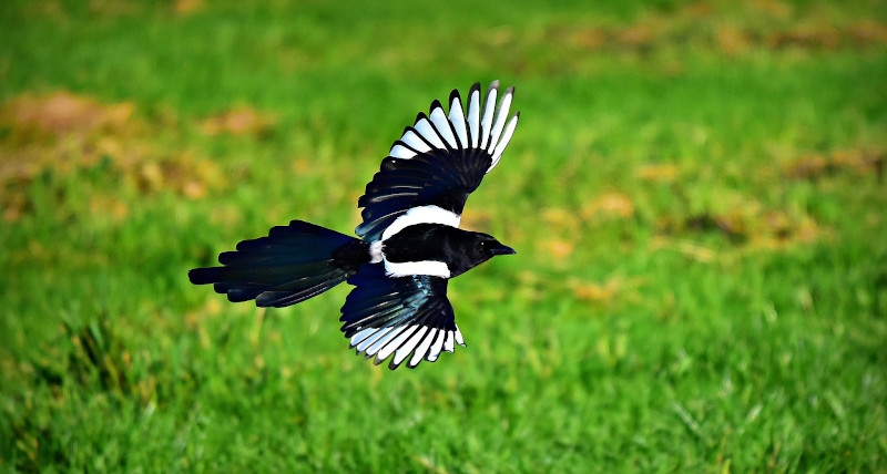 Urraca en vuelo. Foto: Mabel Amber / Pixabay.