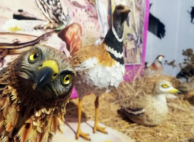 Réplicas de especies propias de la estepa cerealista en el centro de interpretación Civillalar.