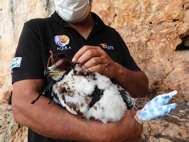 En esta foto del águila de Bonelli "Nicasio" cuando era un pollo se ve el arnés que sujeta el emisor GPS que se le acababa de colocar. 