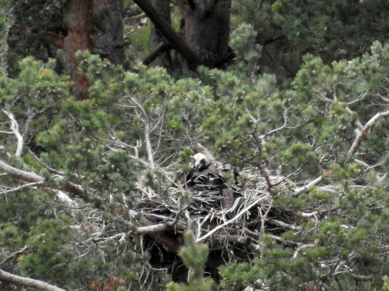 La hembra "Berbena" incuba su huevo en la Sierra de la Demanda durante la temporada reproductora de 2020.