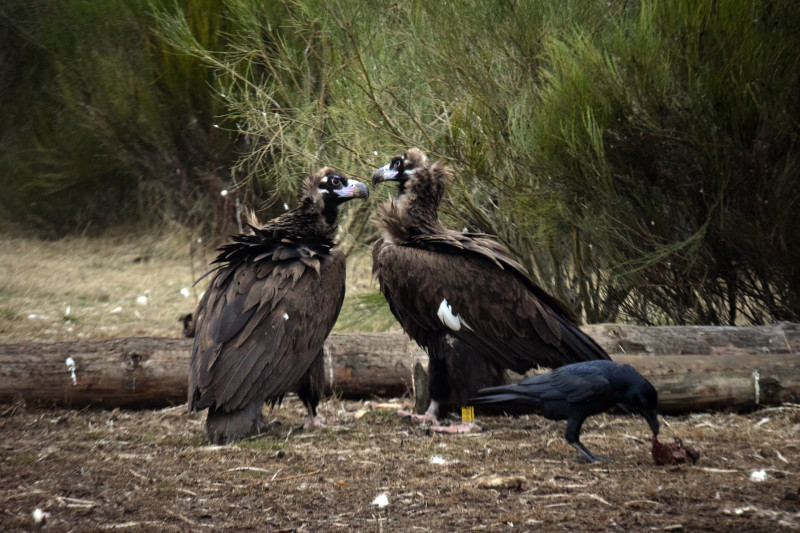 "Arrañón" (a la derecha, con anilla amarilla) y "Barbojeda" fueron los progenitores del segundo pollo que nació en 2020 en la Sierra de la Demanda.