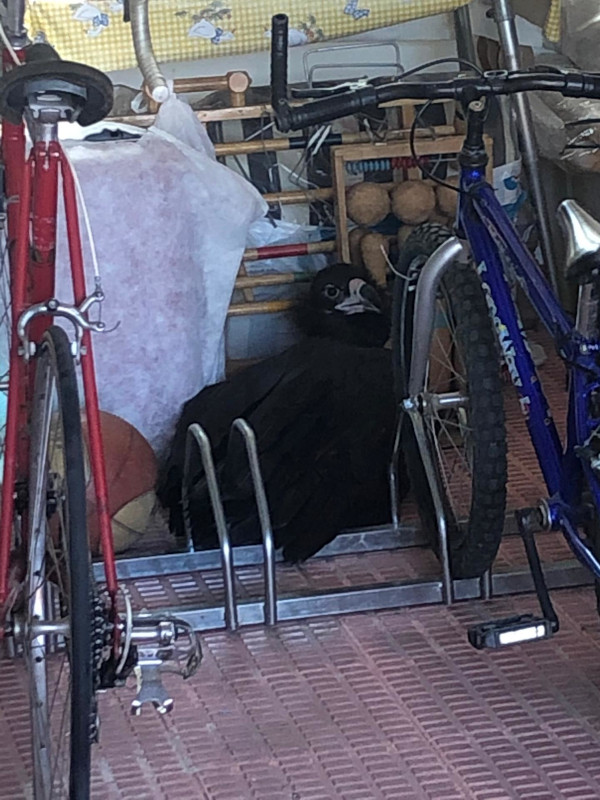  En este trastero de Los Molinos capturó nuestro Equipo de Rescate al buitre negro.