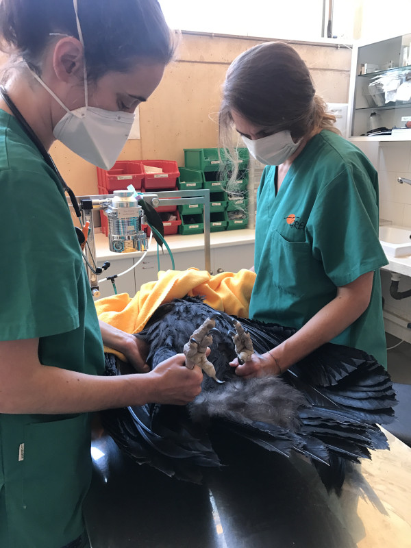  Revisión veterinaria del buitre negro una vez que ingresó en el Hospital de Fauna Salvaje de GREFA.