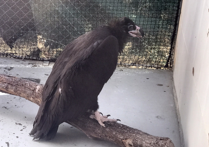 El buitre negro rescatado en Los Molinos descansa en nuestro hospital de fauna durante su fase de recuparación.