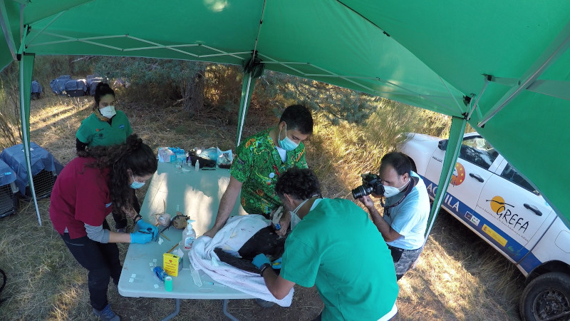 buitre negro zoetis000El equipo veterinario del Hospital de Fauna Salvaje de GREFA toma muestras a uno de los buitres negros que serán liberados este otoño en la Sierra de la Demanda.