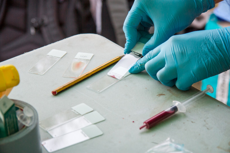 Manipulación de muestras de sangre tomadas a los buitres negros destinados a ser liberados este otoño en la Sierra de la Demanda.