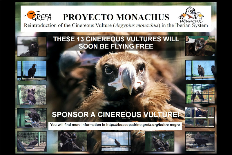 Support the Monachus Project by sponsoring a Cinereous Vulture!