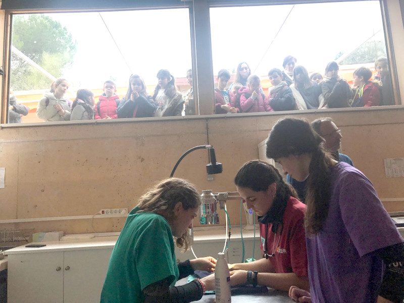 Foto de archivo en el que un grupo de alumnos observa desde una cristalera cómo trabaja el equipo veterinario de nuestro hospital de fauna.