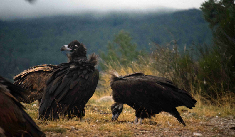 "Acebo" (a la izquierda) y "Arca" son la primera pareja de buitre negro de la que nació un pollo en 2020 la Sierra de la Demanda.