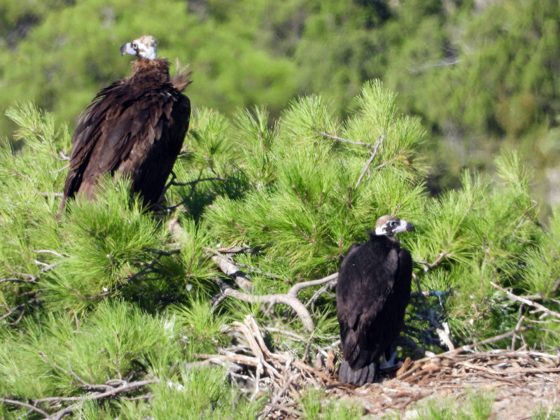 Uno de los pollo de buitre negro nacidos en 2020 en la colonia prepirenaica de Boumort descansa en el nido junto a un progenitor, antes de ser capturado para su marcaje con GPS.