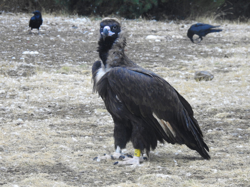 La hembra de buitre negro "Bermeja", reintroducida, en una fotografía hecha en el punto de alimentación (PAE) de la Sierra de la Demanda el pasado invierno.