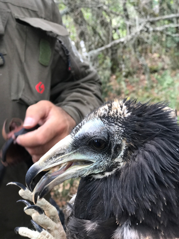 Primer plano del alimoche "Rubiá", nacido en 2019 en el noreste de Ourense, en el momento de ser marcado con emisor.