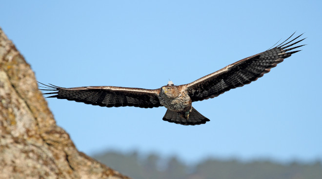 Águila de Bonelli seguida en la Comunidad de Madrid por AQUILA a-LIFE, con su emisor visible. Foto: Sergio de la Fuente / GREFA.