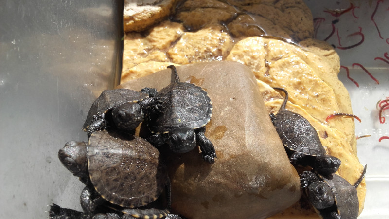 Galápagos europeos recién nacidos en el centro de cría de la especie de GREFA.