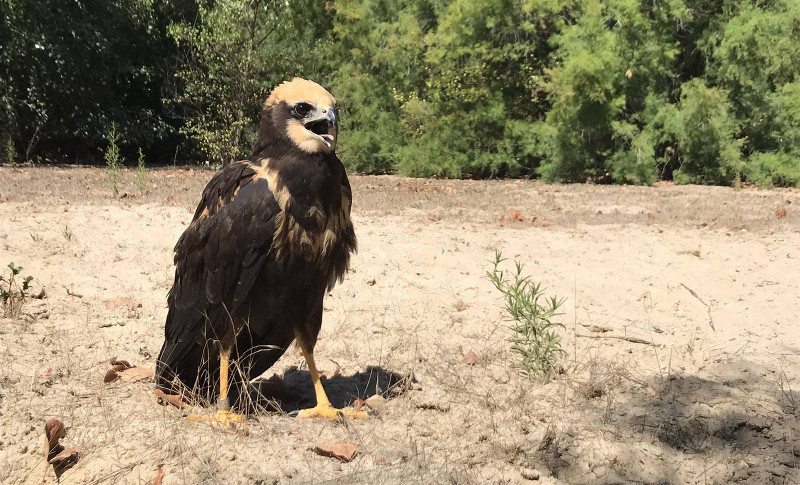 Aguilucho lagunero recuperado en GREFA y liberado el pasado 27 de agosto.