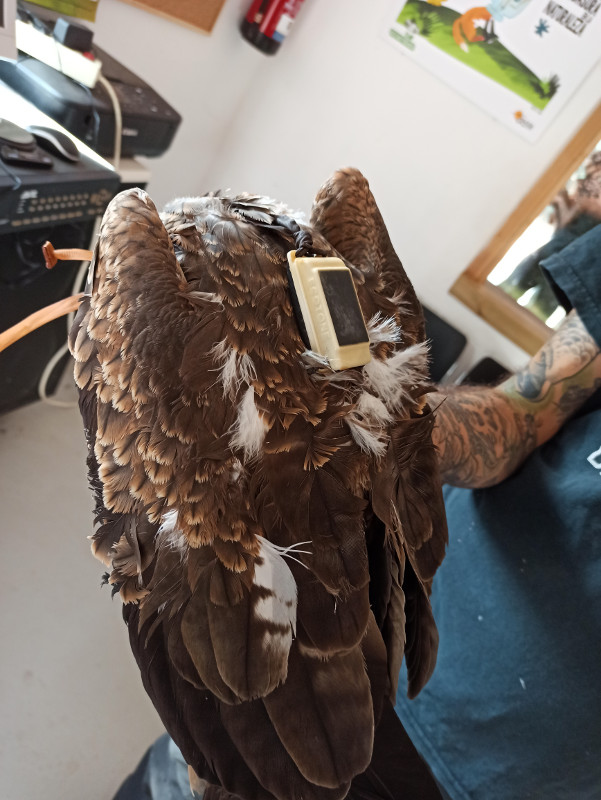 liberaciones Un emisor GPS destaca en el dorso de este milano negro destinado a su liberación tras ser recuperado en el hospital de fauna de GREFA.