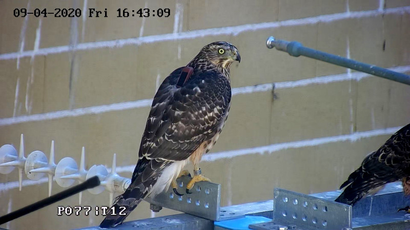 Azor liberado el pasado 5 de septiembre, cuando estaba en el voladero de nuestro centro durante su fase de recuperación.