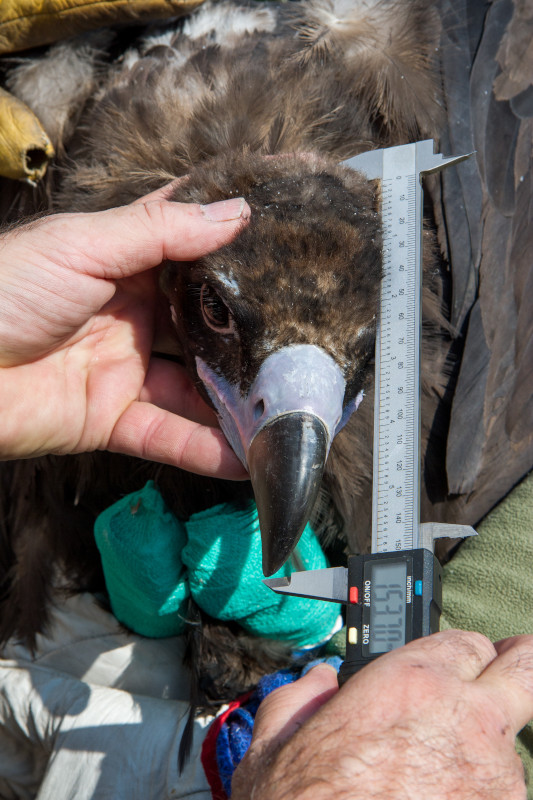 Momento en el que se le mide la cabeza un buitre negro reintroducido en la Sierra de la Demanda, en el verano de 2019.