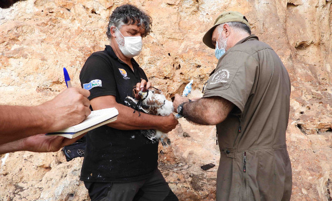 Momento del marcaje con un emisor GPS del águila de Bonelli "Nicasio" cuando aún era un pollo en nido.