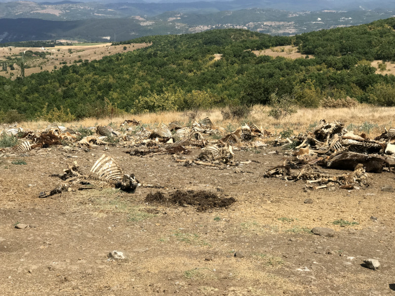 Punto de alimentación de buitres y otras aves carroñeras habilitado en el entorno de los Montes Ródopes.