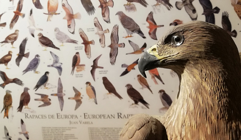 Recursos educativos dedicados a las aves rapaces en el centro de educación ambiental Civillalar. 