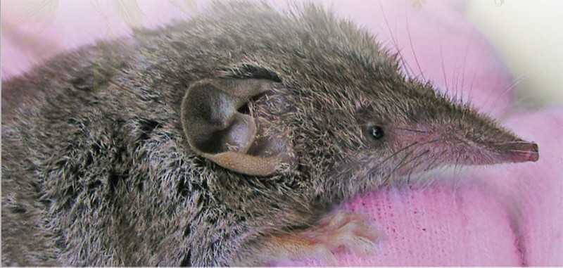 22 de abril: nueva charla 'online' sobre la musaraña canaria