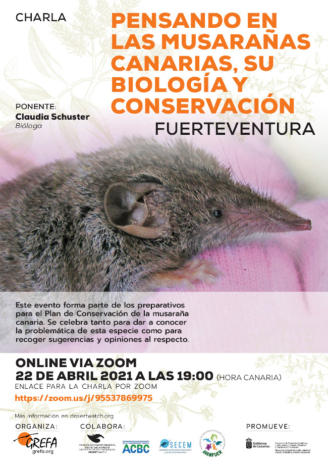 22 de abril: nueva charla 'online' sobre la musaraña canaria