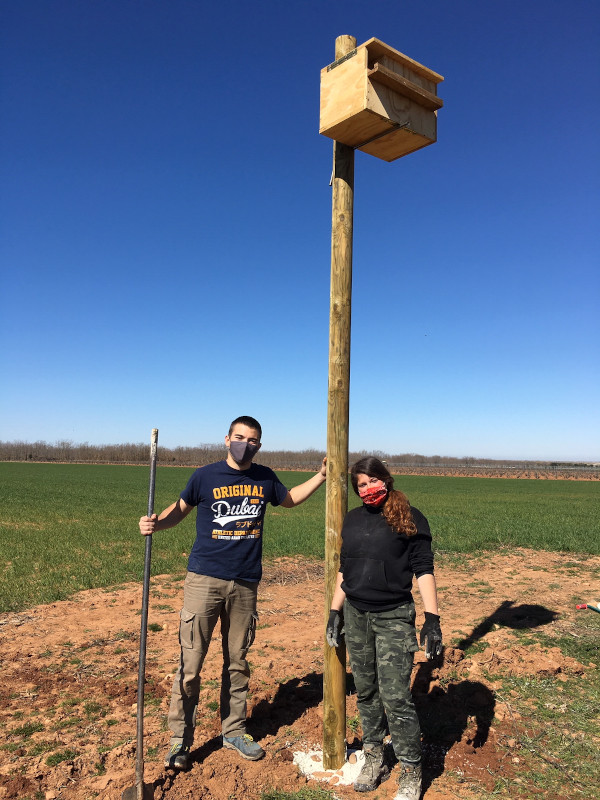 Miembros de GREFA junto a la caja nido para lechuza que acaban de instalar como control biológico de roedores.