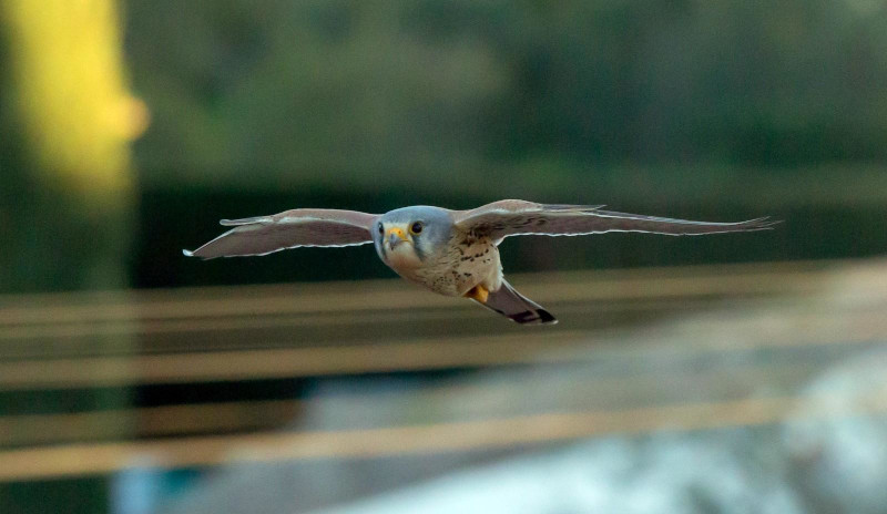 Imagen de archivo de un macho de cernícalo vulgar en vuelo. Foto: Alberto Álvarez.