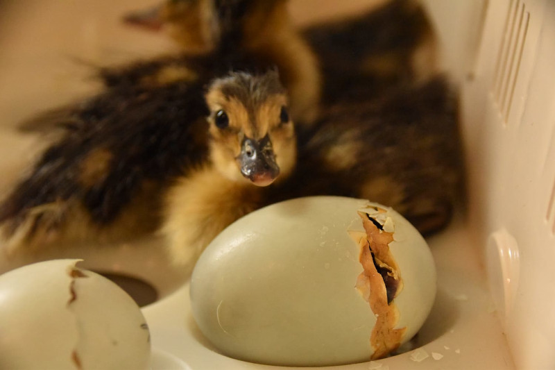 Ánade real que acaba de nacer en nuestro centro, mientras otros dos huevos de la especie están a punto de eclosionar.