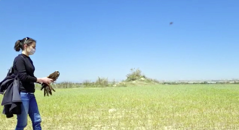 Irene López, veterinaria de GREFA, libera al aguilucho lagunero "Benfica".