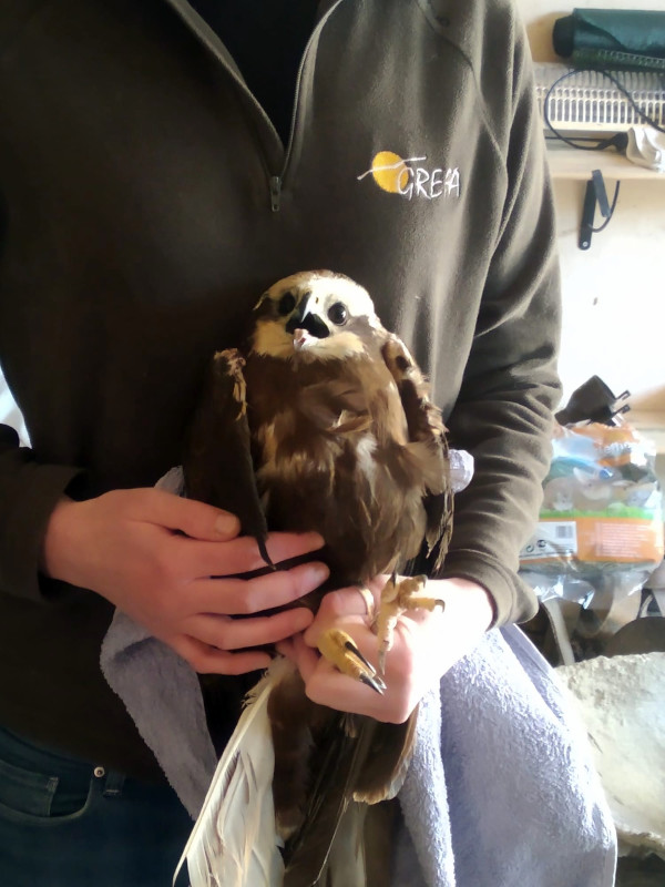 "Benfica" durante su rehabilitación en el hospital de fauna de GREFA.