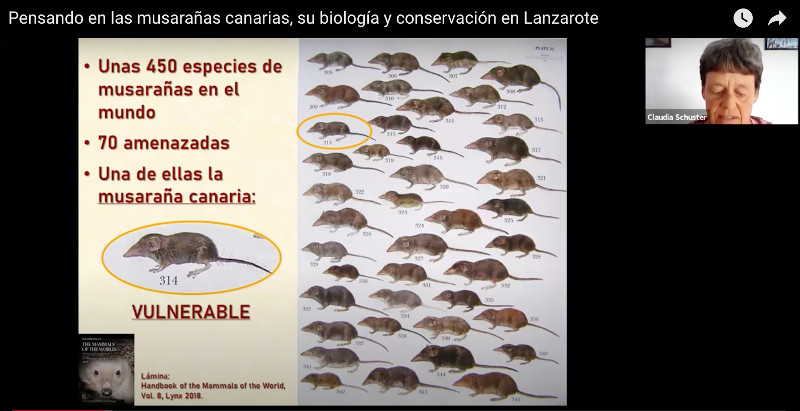 Aquí tenéis la primera charla 'online' sobre la musaraña canaria