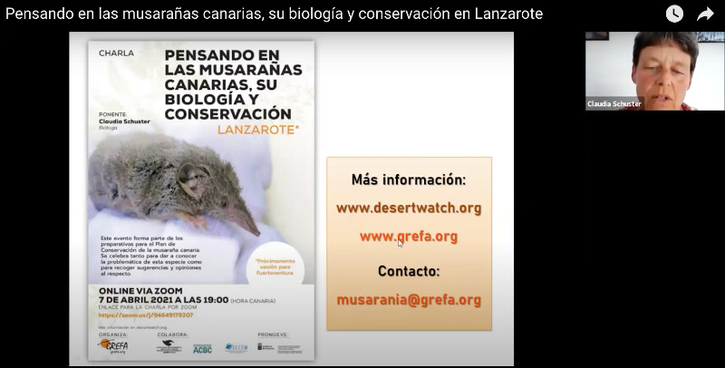 Aquí tenéis la primera charla 'online' sobre la musaraña canaria