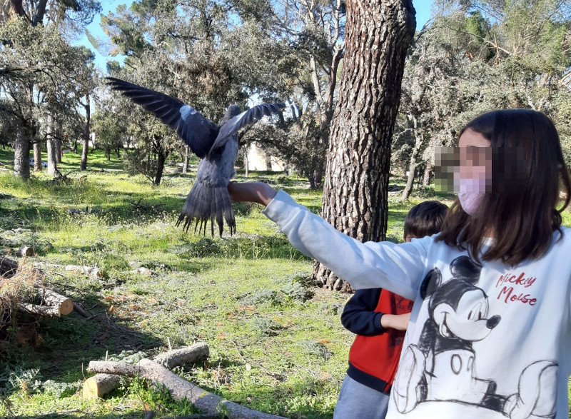 Una niña libera una paloma torcaz que ha apadrinado su familia como ayuda a la Campaña de Huérfanos de GREFA.