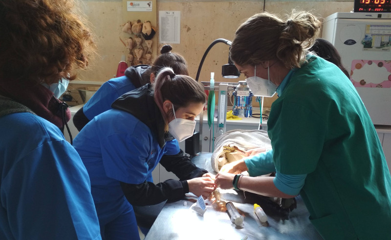 Varias alumnas del curso rehidratan a un animal con la ayuda de una veterinaria de GREFA.