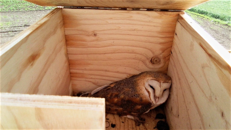 Una lechuza ocupa una caja nido en la finca Tejadilla (Écija, Sevilla). Foto: Antonio Martín.