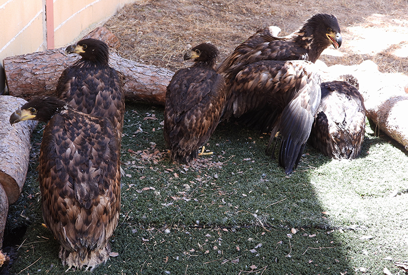 Varios de los pigargos jóvenes que serán reintroducidos en Asturias durante su estancia en el centro de recuperación de fauna de GREFA, en Majadahonda (Madrid).