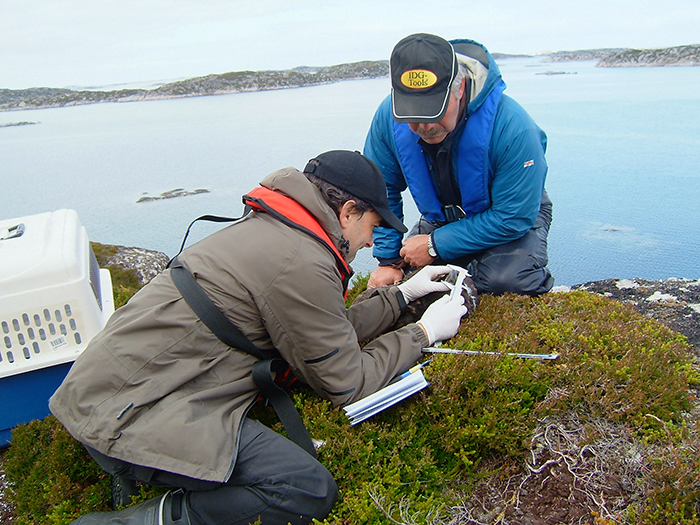 Los especialistas Duncan Halley e Inge Dahlø toman medidas biométricas en Noruega a un pollo de pigargo europeo destinado a su reintroducción. Foto: Asgeir Østvik.