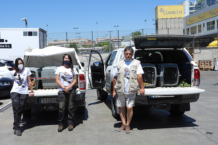 Un equipo de GREFA con los pigargos en sus transportines tras ser recogidos en el aeropuerto de Madrid-Barajas.